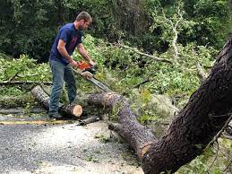 How Our Tree Care Process Works  in  Yaphank, NY